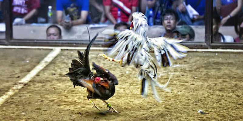 Loại hình đá gà thomo cựa dao phổ biến