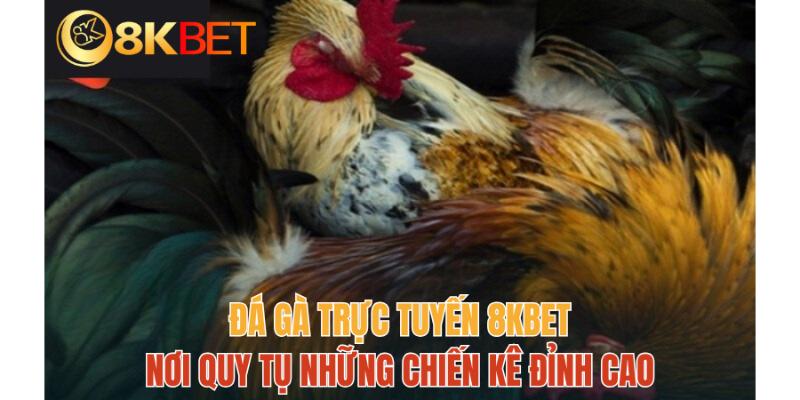 So tài chiến kê tại trang cược 8KBET